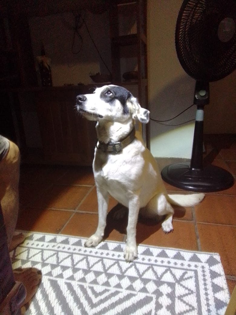 A white and black rescue dog sitting on a rug